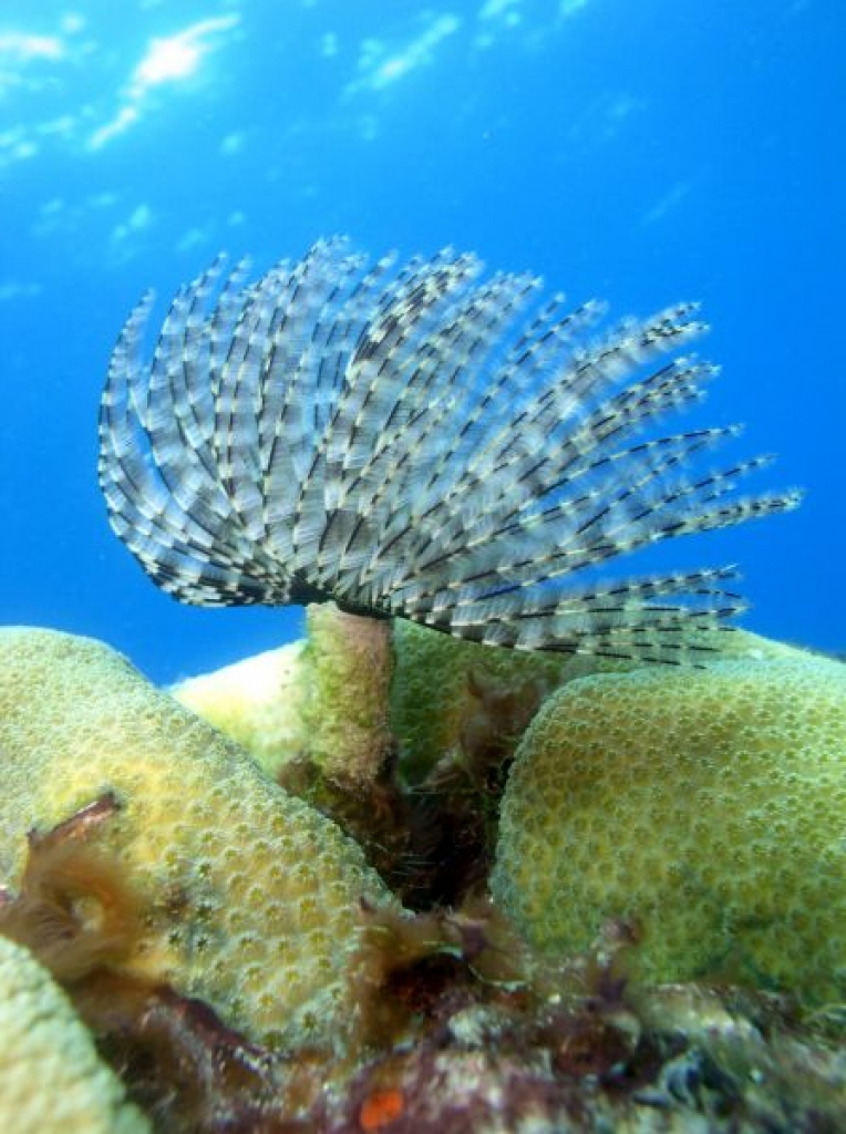 Sabelle variee  Bispira variegata